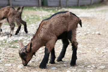 Fototapeta premium Baby goats in a farm