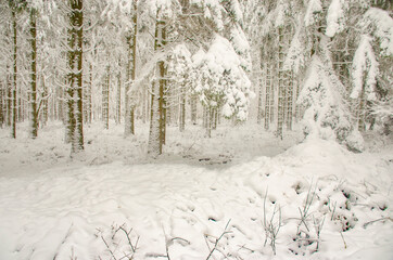 Schöne Winterlandschaft des hohen Venns mit Wald 