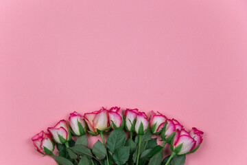 Roses on pink background February 14 Valentine's Day