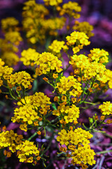 Blooming basket of gold flower