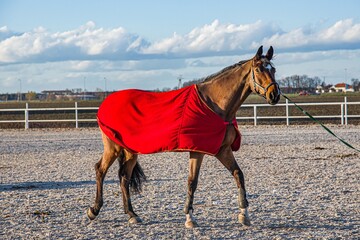 Sports horse in the arena. equestrian sports in detail
