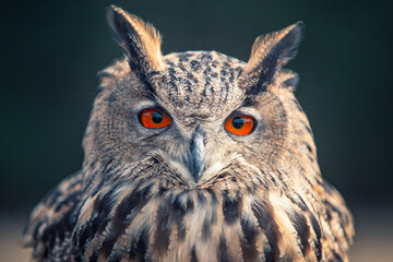 Eurasian Owl - 403708614