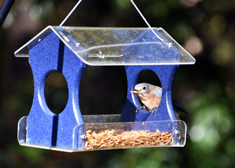 Bluebird perched on the feeder
