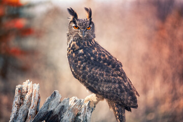 Eurasian Owl
