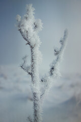 plants covered with snow and ice in winter, close-up, frost, snowy landscape in the background