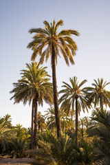 Fototapeta na wymiar Set of palm trees in the city of Elche, Alicante, Spain. Vertical. World heritage.