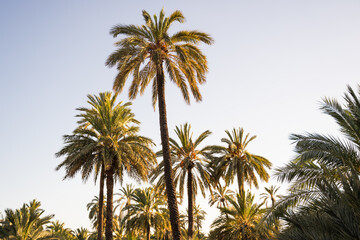 Fototapeta na wymiar Set of palm trees in the city of Elche, Alicante, Spain. World heritage.