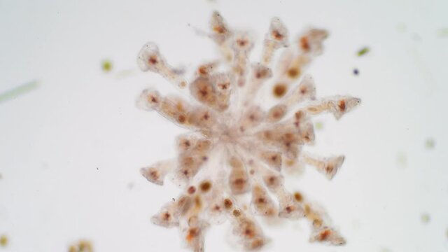 The rotifer, Rotifera, commonly called wheel animals under the microscopic view for education.