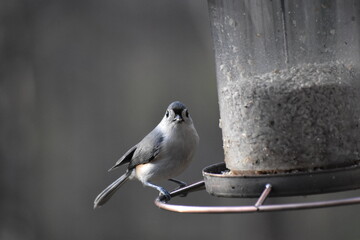 North Carolina Tufted Titmouse on feeder