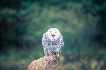 snowy owl - 403708820