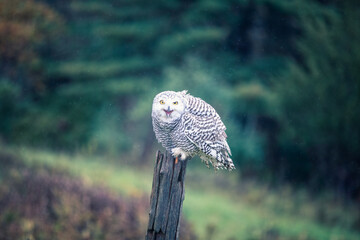 snowy owl - 403708878