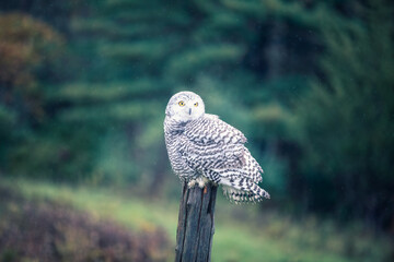 snowy owl - 403708891