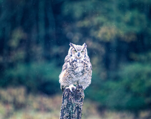 great horned owl in tree - 403709029