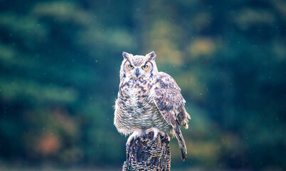 great horned owl - 403709043