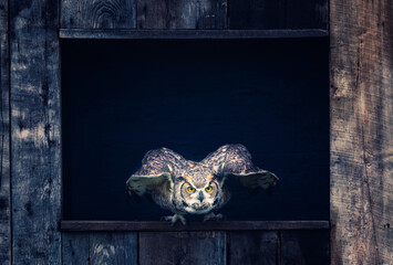 great horned owl - 403709050
