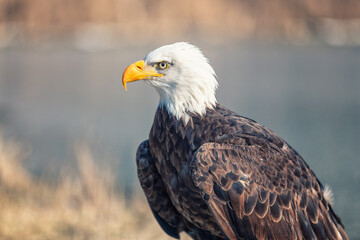 american bald eagle - 403709060