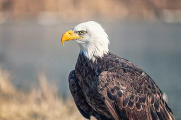 Foto op Plexiglas american bald eagle © emranashraf