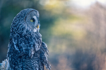 Great Grey Owl - 403709089