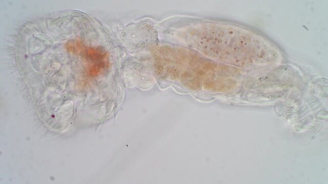 The rotifer, Rotifera, commonly called wheel animals under the microscopic view for education.
