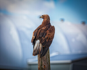 red tailed hawk - 403709215