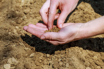 Female hand spring sowing seeds in the ground, sowing time in field