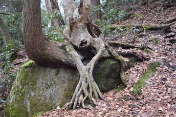 Unusual tree growing on top of a tree both growing on a rock