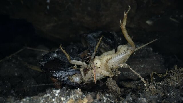 Nachtaktiver Skorpion Euscorpius italicus beim Fressen einer Heuschrecke