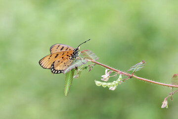 butterfly on leaf