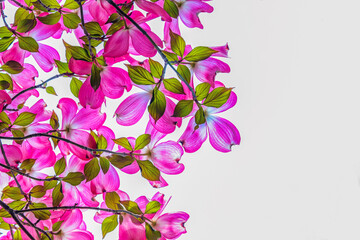View from under a pink blooming dogwood tree