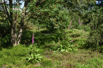foxgloves in a heather with trees