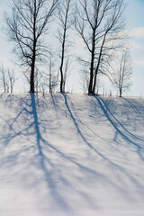 雪の丘の上の木立と雪上の影