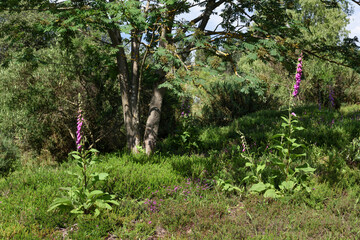 foxgloves in a heather with trees