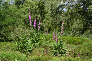 foxgloves in a heather with trees