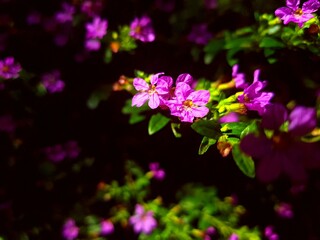 flowers of green grass