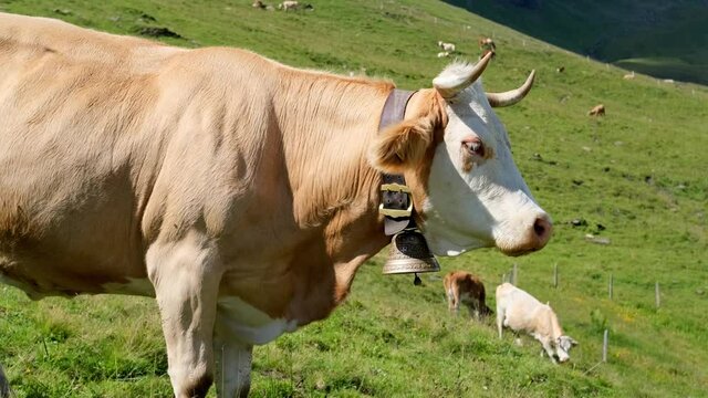 beautiful plump brown cow appetizingly chewing grass in a green pasture, juicy grass in alpine meadow in switzerland, concept of animal husbandry, milk, chocolate, cheese production