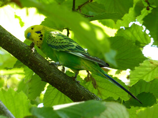 Well Camouflaged, Green Budgerigar On A Hazelnut Bush