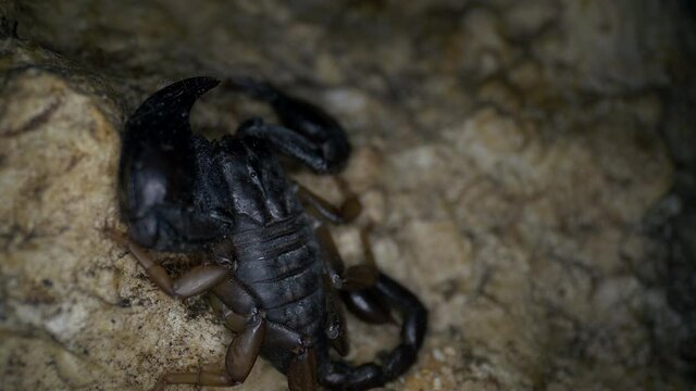 Nachtaktiver Skorpion Euscorpius italicus 