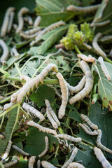 Silkworms eating mulberry leaves