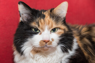 Tricolor Domestic Cat With Velvety Soft Fur - Portrait