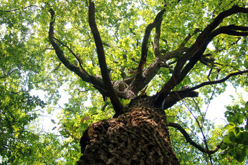 tree