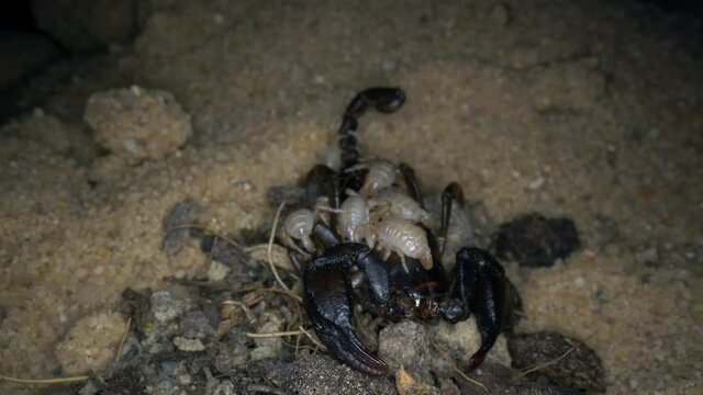 Frisch geschl&uuml;pfte junge Skorpione auf dem R&uuml;cken des Muttertieres Euscorpius italicus 