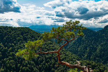Landscape with relict pine on the top of Sokolica Mountain against the background of the Pieniny Mountains. On the horizon you can see the outline of the Tatra Mountains. Pieniny National Park, Poland