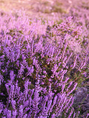 Heathland, Siefersheim Heath In Rhinehesse, Rhineland-Palatinate, Germany