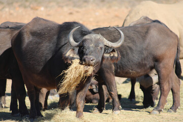 Obraz premium african buffalo herd