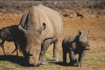 Obraz premium white rhino and calf