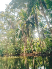 Fototapeta na wymiar Tropical jungle from lake