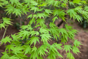 Green maple leaf., three maple leaves have changed color in fall.