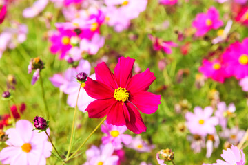 Obraz premium Cosmos flower