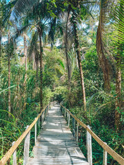 Fototapeta premium Beautiful bridge in tropics