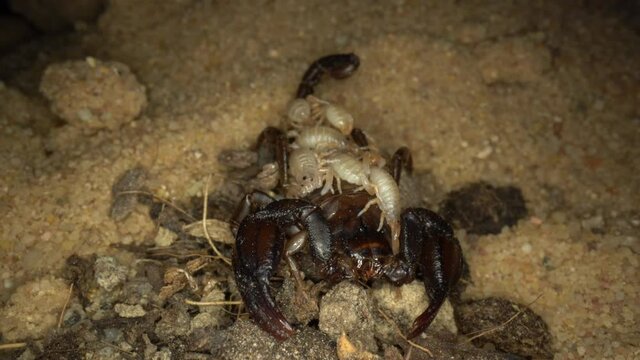 Frisch geschl&uuml;pfte junge Skorpione auf dem R&uuml;cken des Muttertieres Euscorpius italicus 